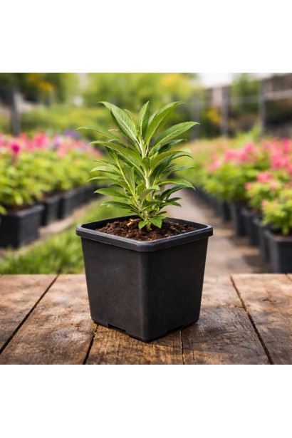 Buddleja davidii BC Little White в горщику п9 р9